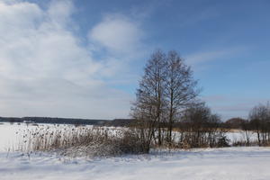 afternoon, bright, day, deciduous, eye level view, Poland, shrub, snow, sunny, tree, Wielkopolskie, winter