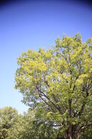 below, day, Manhattan, New York, sunny, The United States, tree, vegetation