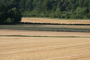 Bourgogne, crop, day, Dijon, eye level view, field, France, natural light, tree, woodland