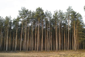 coniferous, day, eye level view, Kopanica, natural light, Poland, tree, treeline, Wielkopolskie, winter, woodland