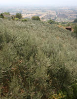 Assisi, day, diffuse, diffused light, elevated, hill, Italia , shrubland, summer, Umbria