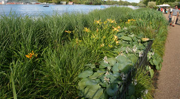 day, England, eye level view, flower, London, park, reed, shrub, summer, sunny, The United Kingdom