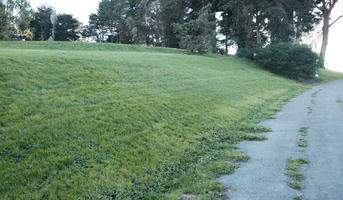 California, day, eye level view, grass, hill, path, San Francisco, shady, summer, The United States