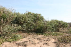 autumn, bush, day, desert, direct sunlight, Essaouira, eye level view, Morocco, natural light, sunlight, sunny, sunshine, vegetation