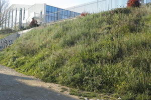 afternoon, below, building, Croatia, day, grass, grove, lowered, natural light, plant, spring, sunlight, sunny, vegetation