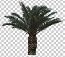 afternoon, ambient light, Canary island date palm, cloudy, cutout, cutout plants, day, diffuse, diffused light, evergreen, eye level view, natural light, overcast, palm, Phoenix canariensis, tree, young