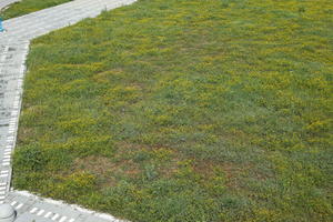 Croatia, day, elevated, field, flower field, garden, grass, long grass, spring, sunny, vegetation, Zadar, Zadarska