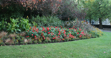 autumn, bush, day, England, eye level view, flower, flowered bush, grass, London, park, shady, shrub, sunny, The United Kingdom