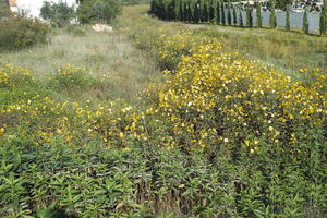 autumn, Croatia, day, eye level view, flower field, shrubland, sunny, Zadar, Zadarska