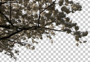 below, blooming, blossom, branch, cutout, cutout trees, day, spring, sunny