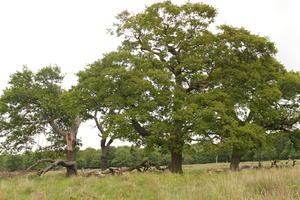 broad-leaf tree, broad-leaved tree, day, diffuse, diffused light, England, eye level view, grass, London, natural light, oak, park, spring, The United Kingdom