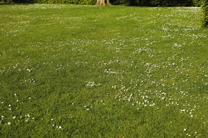 above, backyard, day, elevated, England, grass, ground, London, natural light, spring, sunlight, sunny, The United Kingdom, vegetation