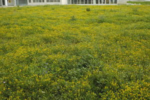 ambient light, Croatia, day, eye level view, field, flower field, garden, grass, long grass, spring, Zadar, Zadarska