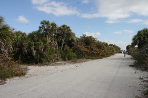 day, eye level view, Florida, palm, path, The United States, tropical, vegetation, winter