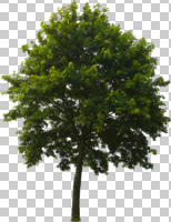 broad-leaf tree, broad-leaved tree, cutout, cutout trees, day, diffuse, diffused light, eye level view, summer