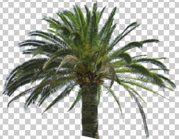 cutout, cutout trees, day, evergreen, eye level view, palm, summer, sunny