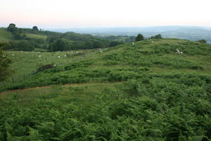 countryside, dusk, elevated, fern, field, natural light, sheep, summer, The United Kingdom, vegetation, Wales