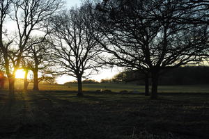 dusk, England, eye level view, grass, London, park, sunny, The United Kingdom, tree