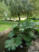 afternoon, bush, day, England, eye level view, natural light, park, plant, stream, summer, sunny, The United Kingdom, tree