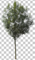 broad-leaf tree, broad-leaved tree, cutout, cutout trees, day, diffuse, diffused light, eye level view, summer