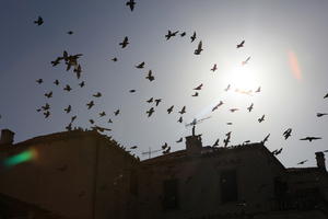 autumn, below, bird, bright, Croatia, day, Dubrovacko-Neretvanska, Dubrovnik, house, natural light, silhouette, sunny