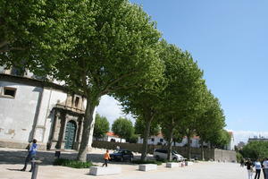 broad-leaf tree, broad-leaved tree, day, direct sunlight, eye level view, park, Porto, Porto, Portugal, spring, sunny