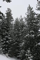 Bulgaria, day, eye level view, mountain, overcast, pine, snow, tree, vegetation, winter