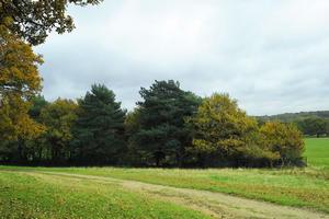 afternoon, autumn, cloudy, day, deciduous, England, eye level view, open space, outdoors, park, path, The United Kingdom, tree, vegetation, Wimbledon