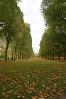 autumn, broad-leaf tree, broad-leaved tree, day, deciduous, England, eye level view, grass, leaves, London, natural light, park, The United Kingdom, tree