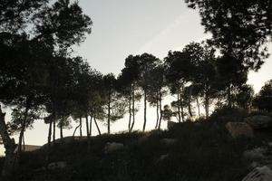 Alicante, below, dusk, silhouette, Spain, tree, Valenciana, vegetation