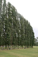 Abingdon, day, England, eye level view, natural light, park, poplar, summer, The United Kingdom, tree, treeline