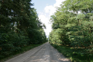 autumn, broad-leaf tree, broad-leaved tree, day, eye level view, forest, Kopanica, Poland, road, shady, sunny, treeline, Wielkopolskie