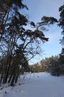 afternoon, backlight, bright, coniferous, day, eye level view, Poland, shady, snow, tree, Wielkopolskie, winter