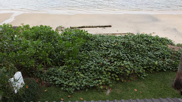 beach, bush, day, diffuse, diffused light, elevated, shrub, Thailand