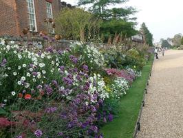 afternoon, bush, day, England, eye level view, flower, garden, natural light, park, plant, summer, sunny, The United Kingdom