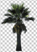 cutout, cutout trees, day, evergreen, eye level view, palm, summer, sunny, Washingtonia filifera