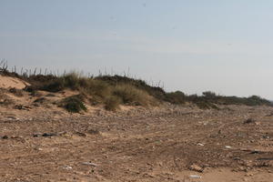 autumn, bush, day, desert, direct sunlight, Essaouira, eye level view, Morocco, natural light, sunlight, sunshine, vegetation