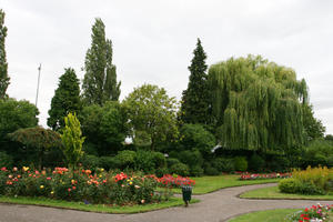 day, diffuse, diffused light, England, eye level view, flower, garden, overcast, Peterborough, plant, rose, summer, The United Kingdom, tree, weeping willow