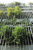 autumn, below, day, fence, France, hanging, Nice, plant, Provence Alpes Cote D