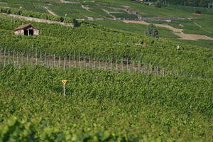 day, elevated, field, Lausanne, natural light, summer, sunny, Switzerland, Vaud, vegetation, vineyard