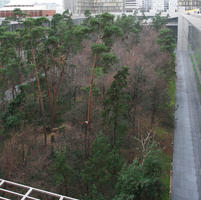 above, city, coniferous, day, France, Ile-De-France, natural light, Paris, park, tree, urban, winter