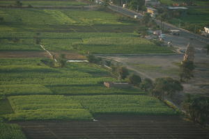 aerial view, dusk, East Timor, Egypt, Egypt, field, palm, tree, vegetation