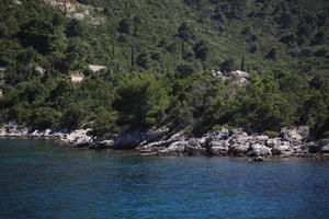 bush, coastline, Croatia, day, eye level view, seascape, summer, tree, vegetation, woodland