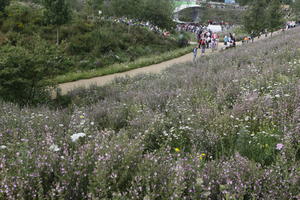 day, elevated, England, eye level view, flower, flower field, London, park, summer, sunny, The United Kingdom