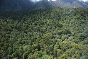 day, diffuse, diffused light, elevated, natural light, New Zealand, summer, West Coast, woodland