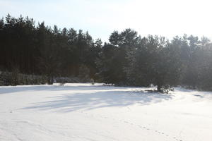 afternoon, bright, coniferous, day, eye level view, Poland, snow, sunny, tree, Wielkopolskie, winter, woodland