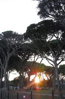 autumn, coniferous, day, dusk, eye level view, France, Mandelieu-la-Napoule, parasol pine, pine, Provence Alpes Cote D