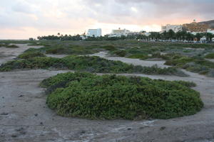 afternoon, Canarias, day, diffuse, diffused light, eye level view, heath, Las Palmas, natural light, Spain, spring