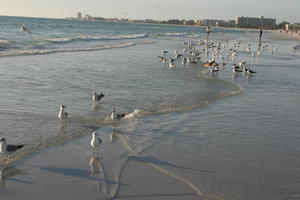 beach, day, Florida, lowered, Sarasota, seagull, seascape, sunny, sunshine, The United States, winter