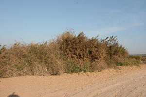 autumn, bush, day, desert, direct sunlight, Essaouira, eye level view, Morocco, natural light, sunlight, sunny, sunshine, vegetation